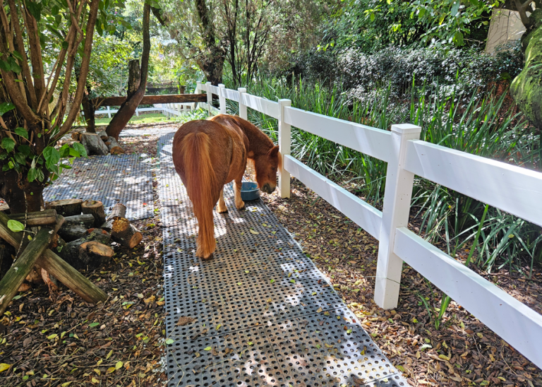 Pony walking on Dura Drain tiles in an outdoor enclosure
