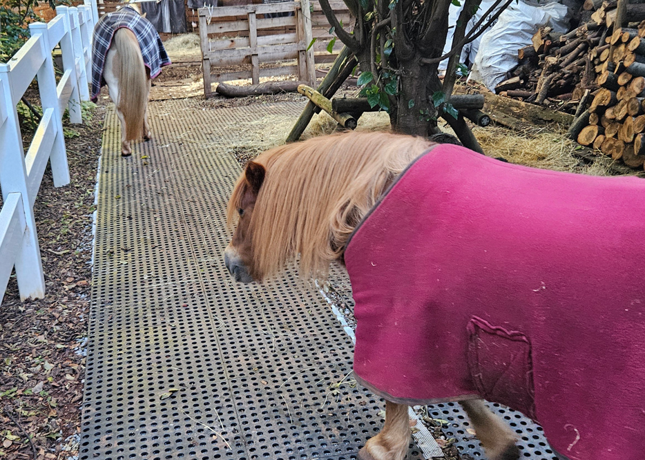 Dura Drain drainage tiles providing a walkway through a pony enclosure